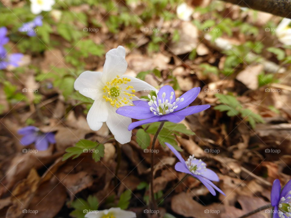 Anemone flower blooming at outdoors