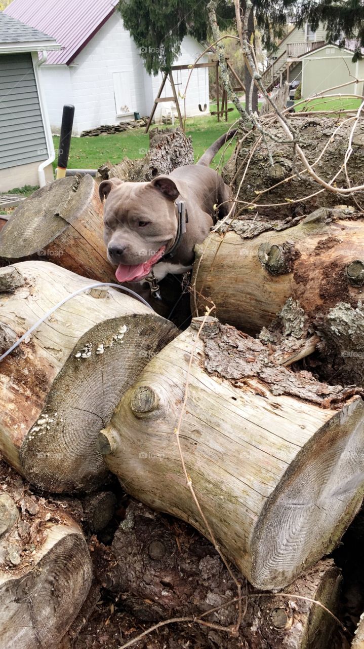 Dog exploring in a wood pile