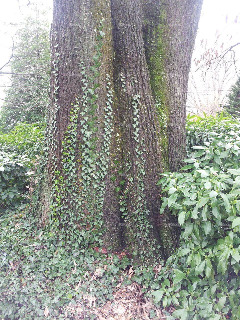 Crippler on tree trunk