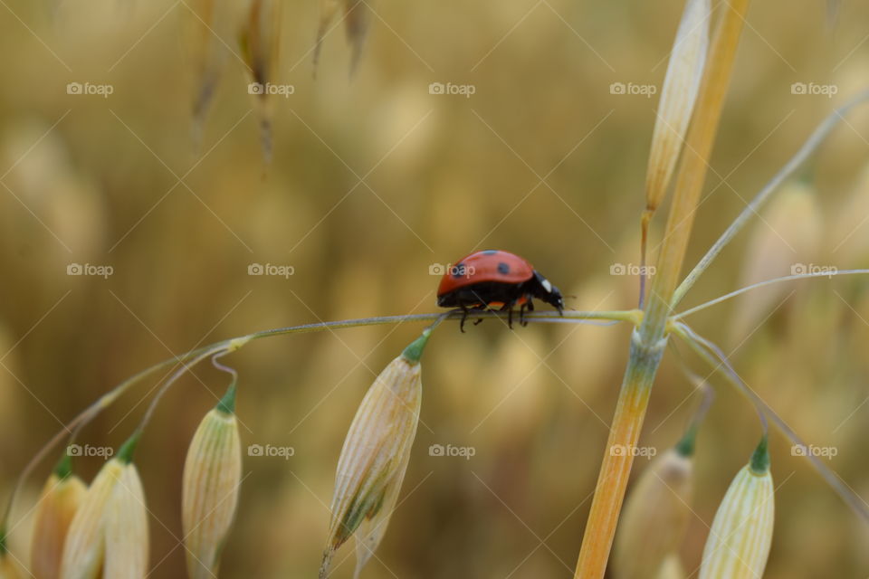 ladybug