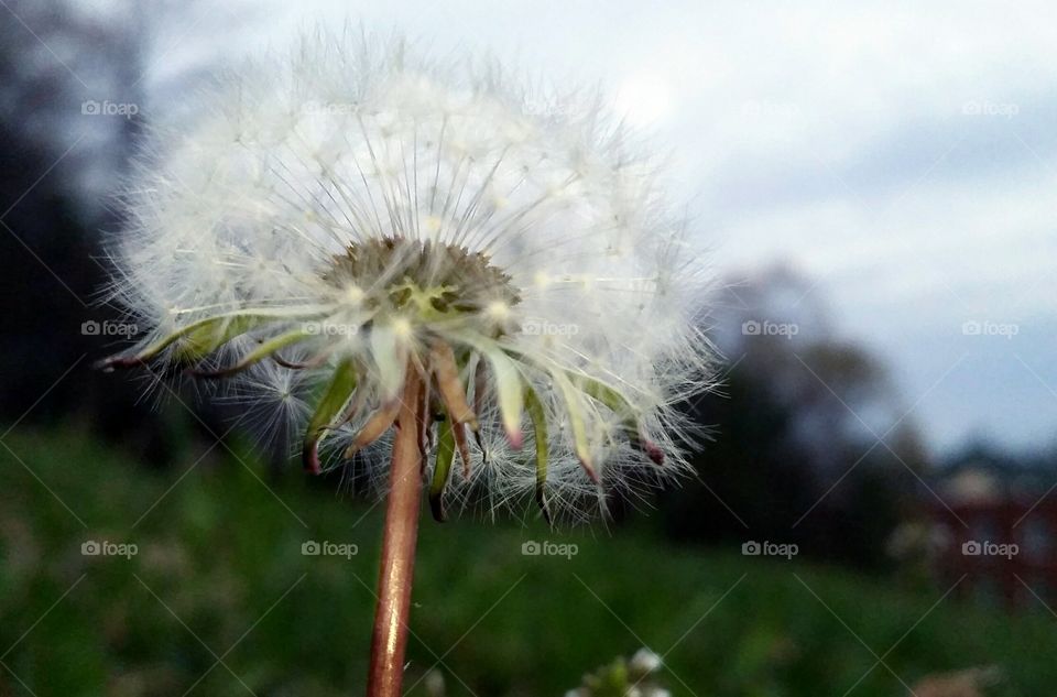 Dandelion Seeds
