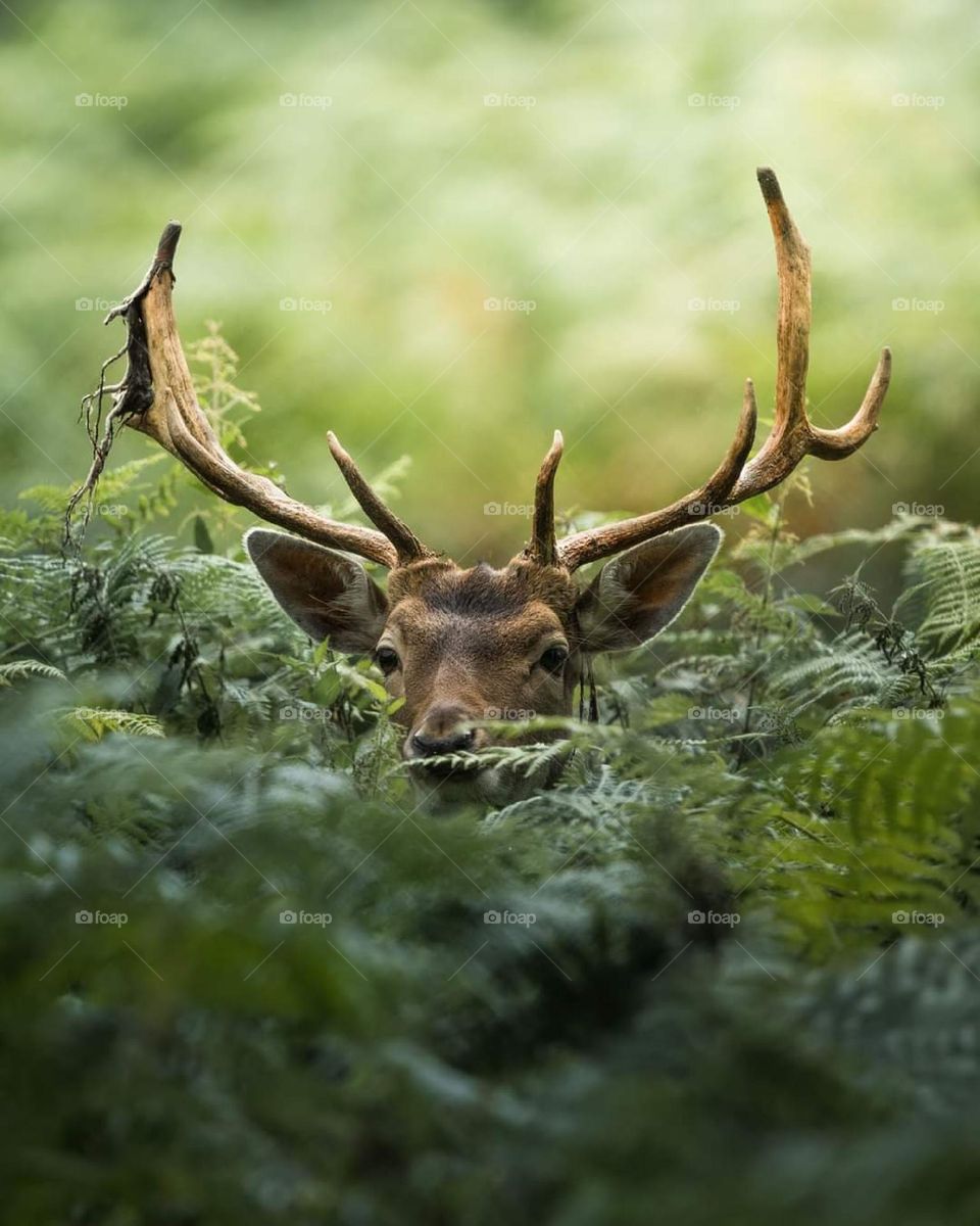 deer spying