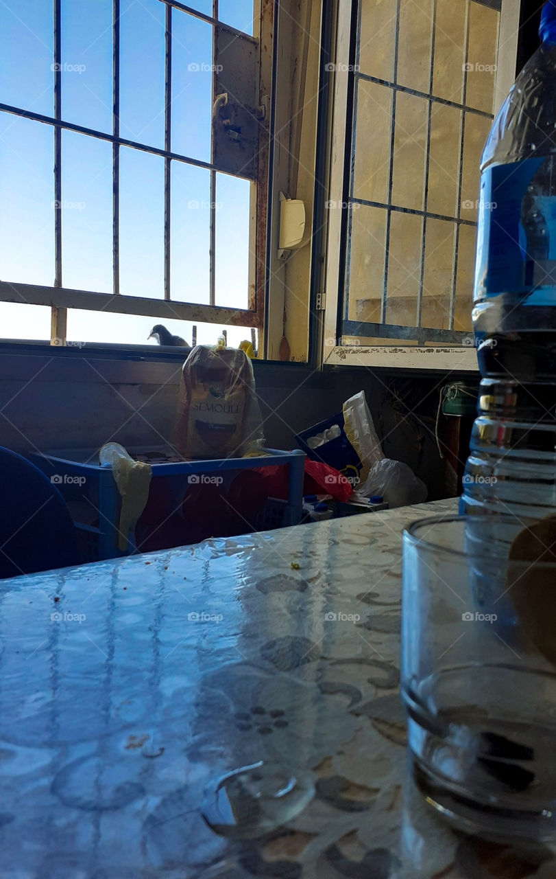 Bird in kitchen window