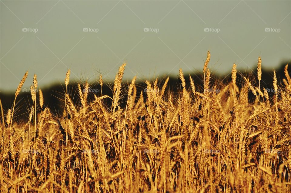 wheat field