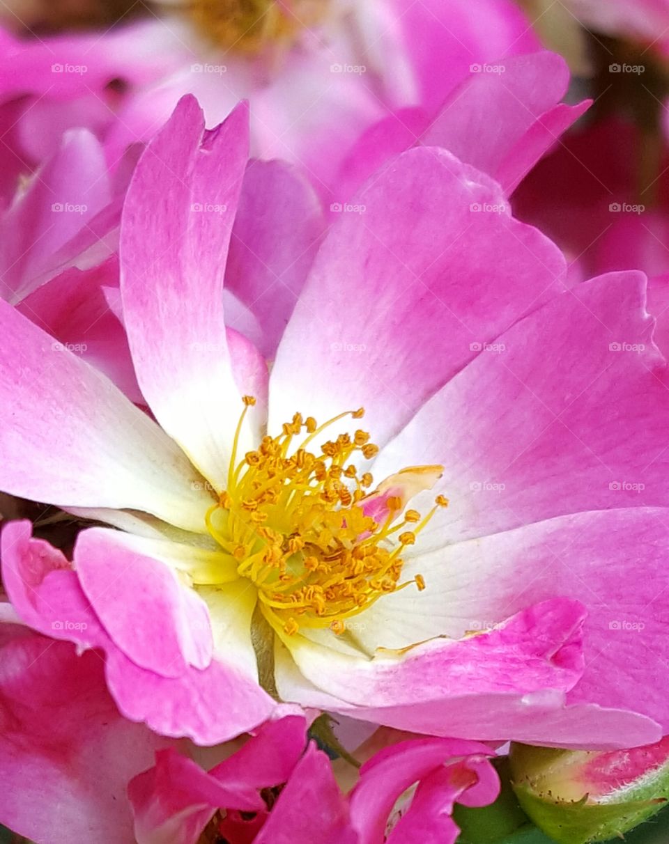 pink and yellow flower