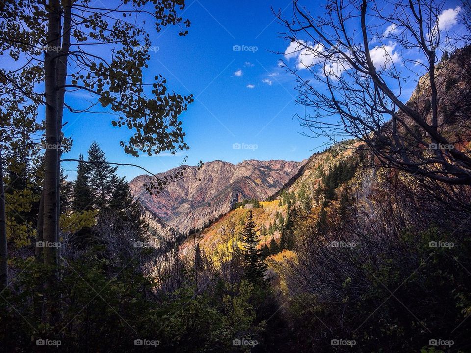 Fall Leaves in the Mountains