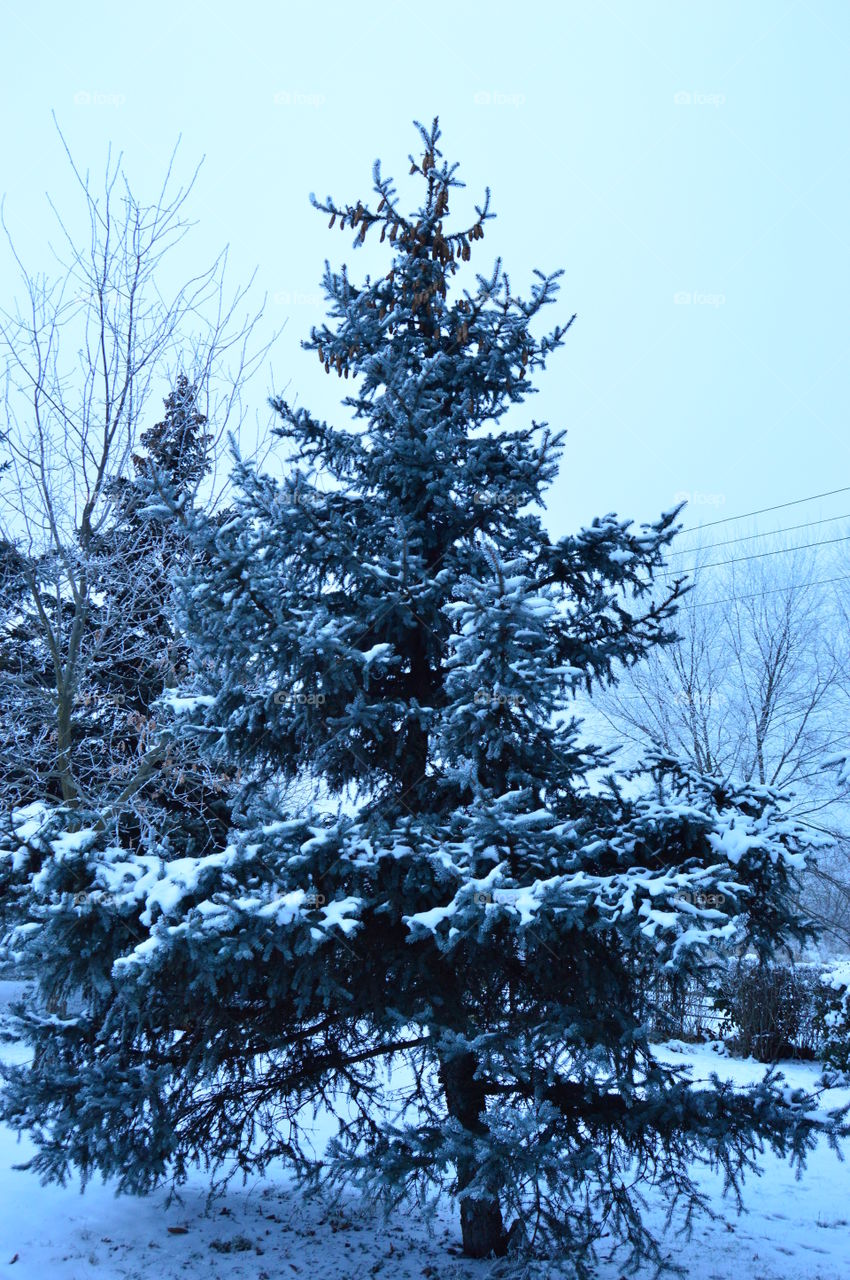 Snow, winter, blue spruce, needles, tree,