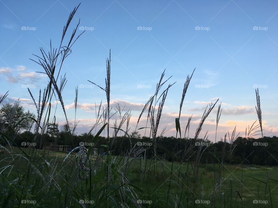 Tall grass and sky