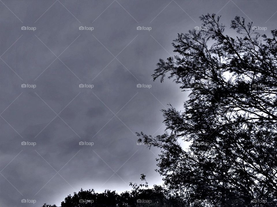 Winter Bare Tree