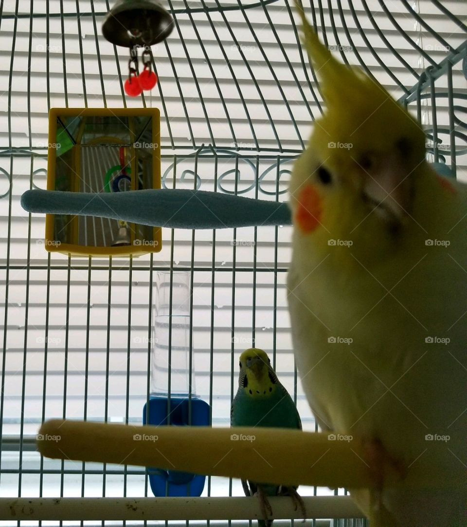 cockatiel and parakeet