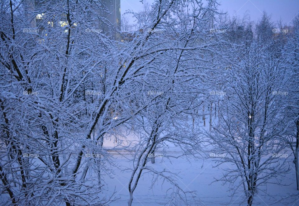 Winter, Snow, Frost, Cold, Tree