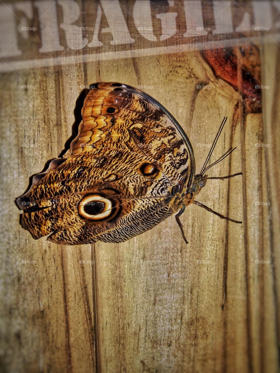 Butterfly in the wooden box