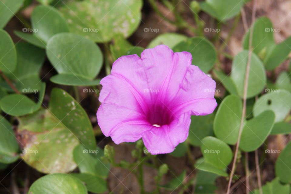 green pink flower grass by christ