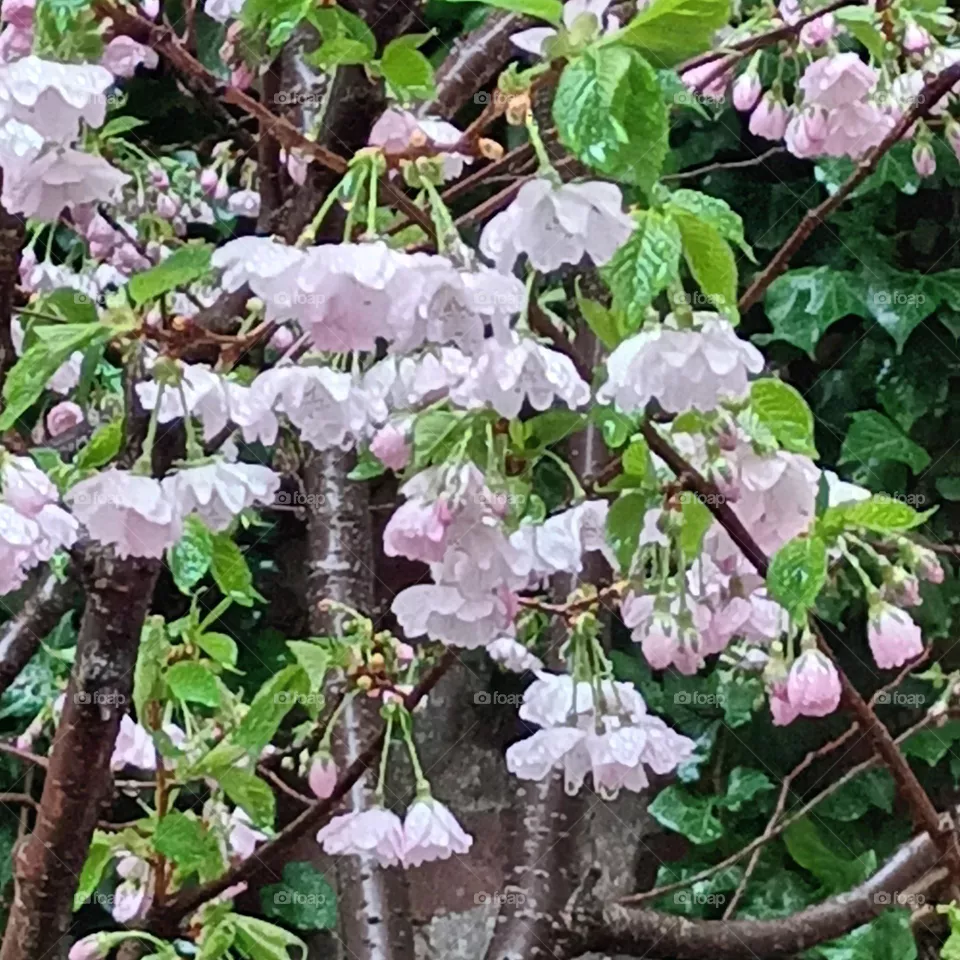 Sakura