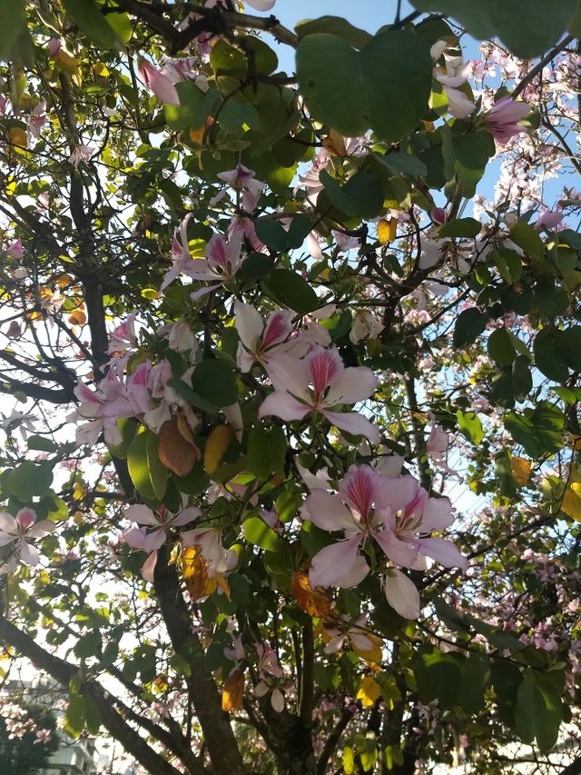 pink flowers and tree