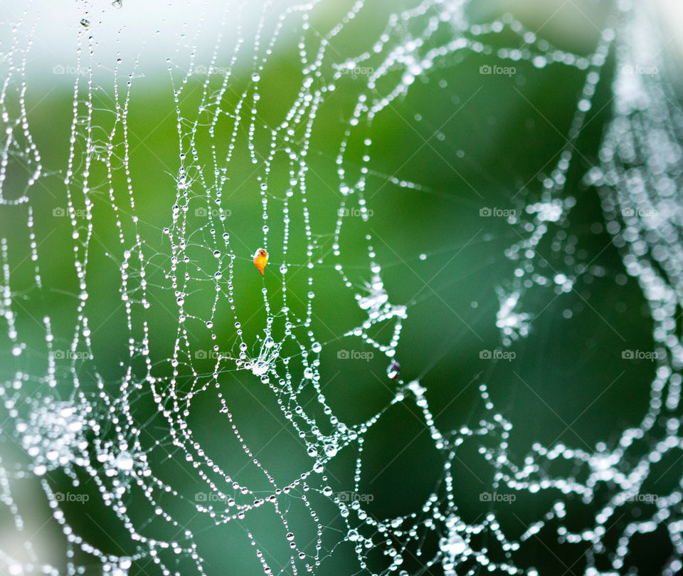 Spider web after the rain