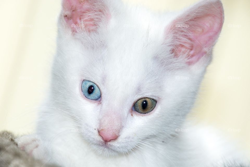 Portrait of a white kitten