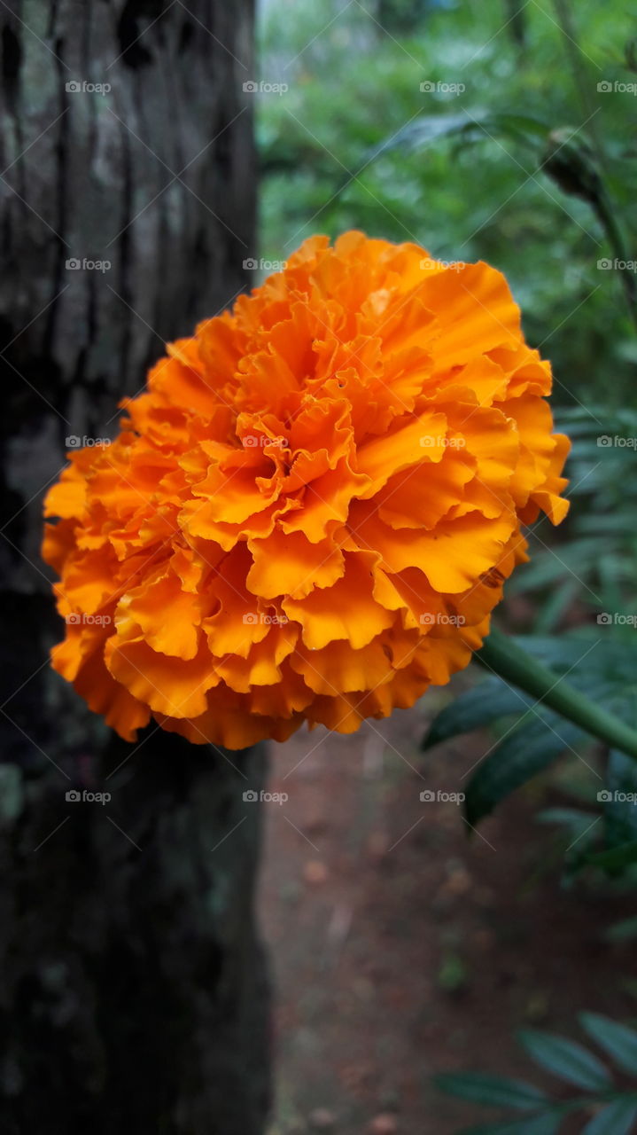 Orange flower-kerala is called mallika flower in my garden