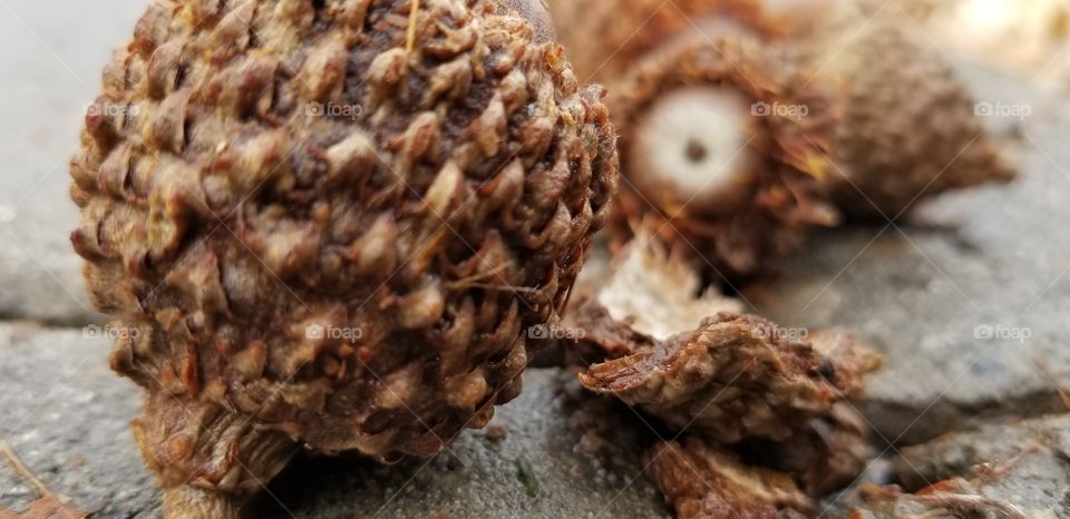 We all can find beauty in everything here we have a close up a big acorns that have fallen from the acorn tree.