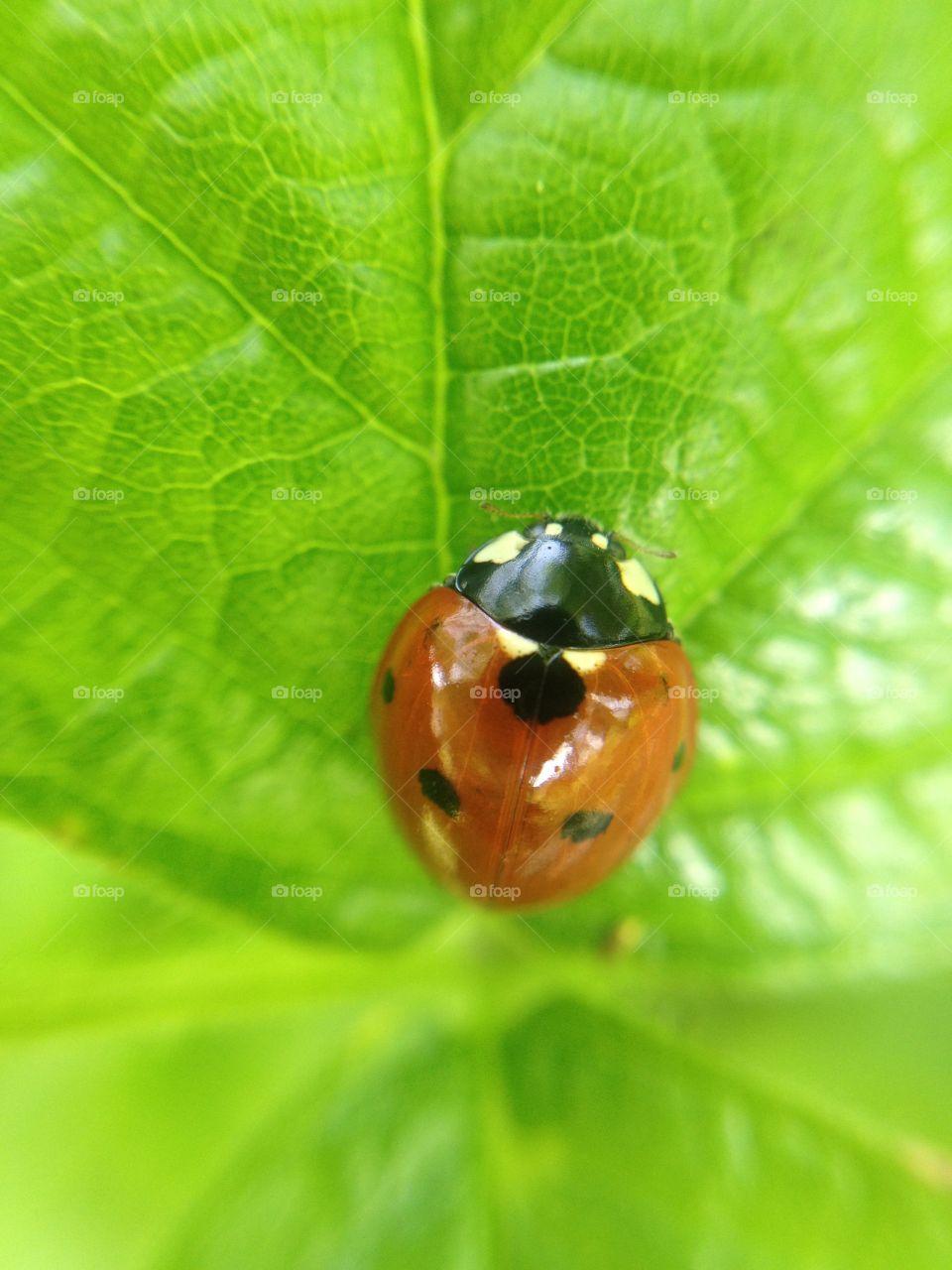 Ladybird on a green leaf- iPhone macro  