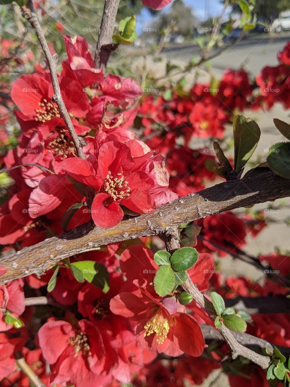 red flowers of the morning