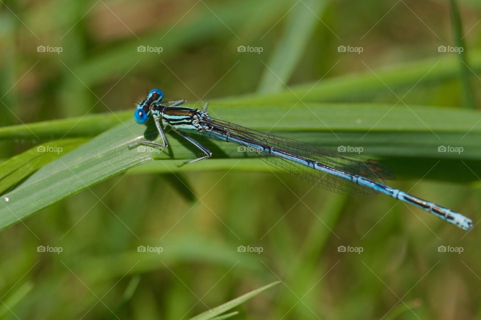Damselfly
