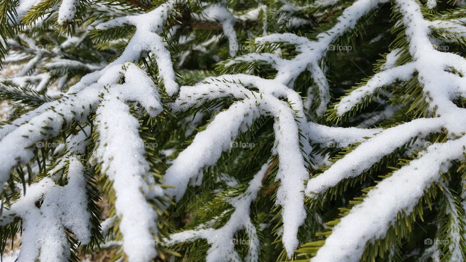 Snow on a pine tree