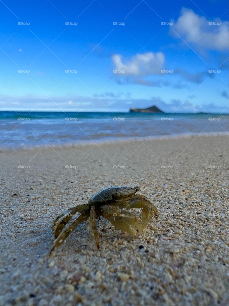 Crab on Waimanalo Beach in Waimanalo Hawaii 