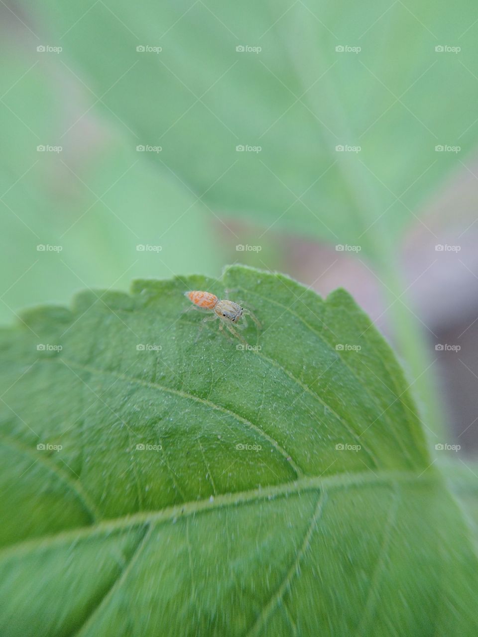 Close-up of small insect on green leaf