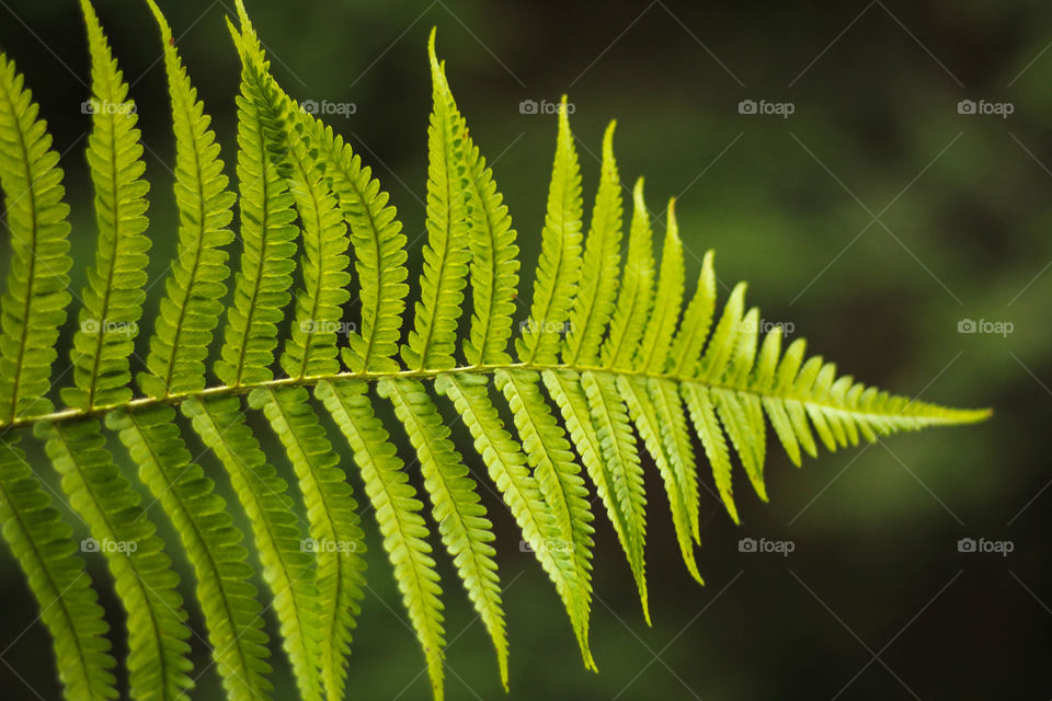 Natural light on the fern leaf
