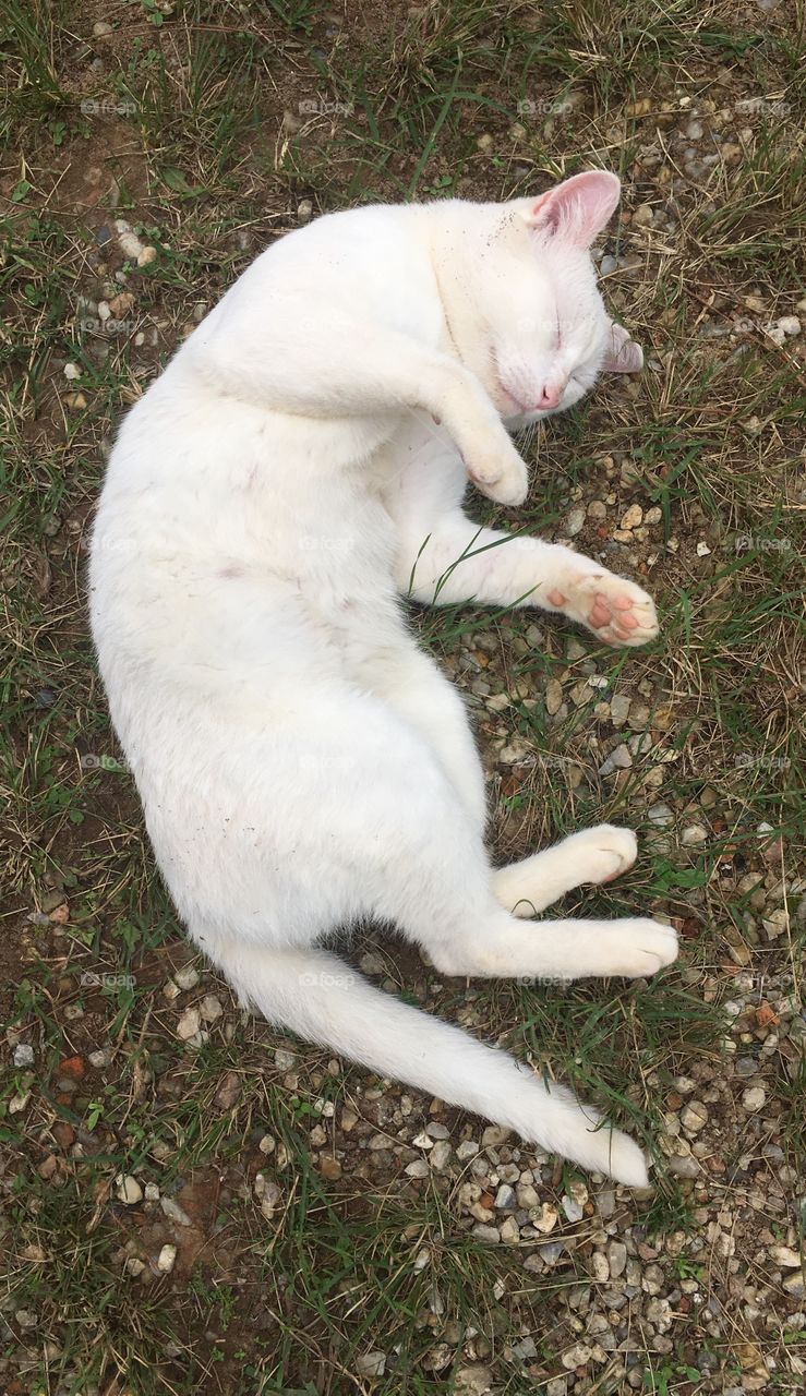 FOAP MISSIONS - 🇺🇸 A happy cat! Our pet is very charismatic with his smile. / 🇧🇷 Um gato feliz! Nosso animal de estimação é muito carismático com seu sorriso.