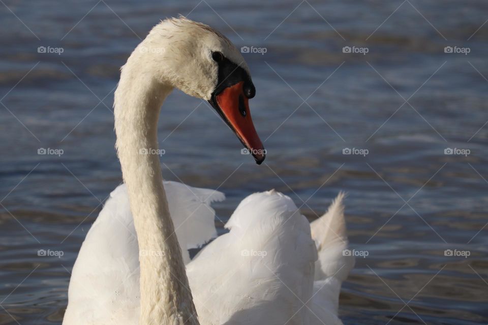 Swan