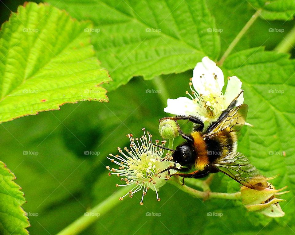Bumblebee on a flower of blackberry