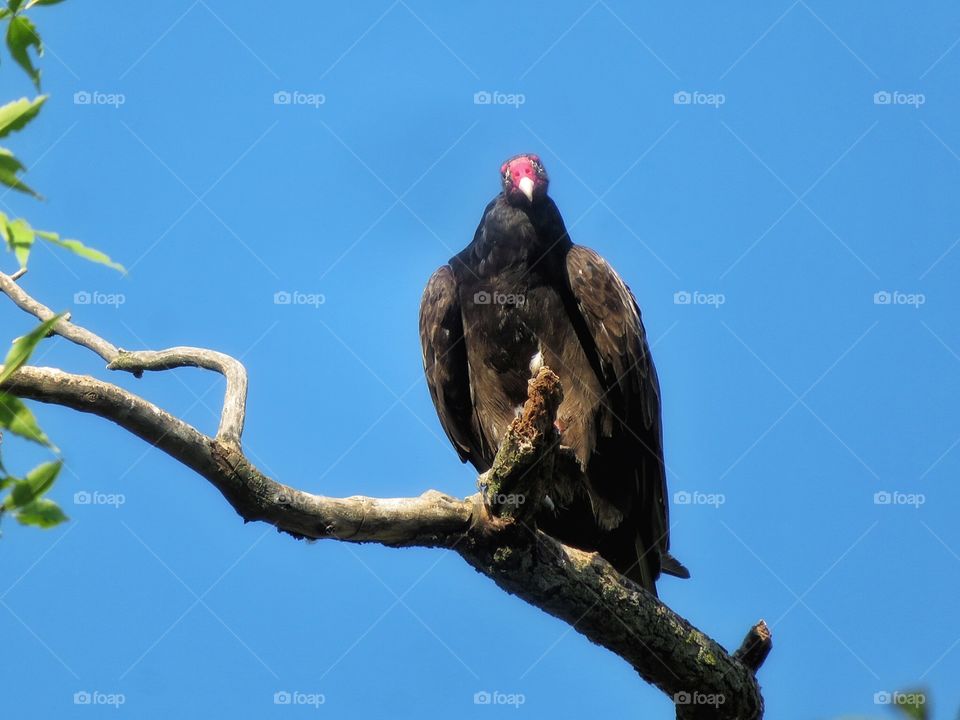 Turkey vulture