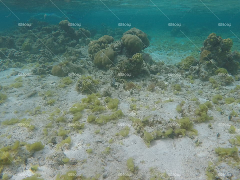 Photo of coral and underwater life in a reef near Belizes's Calabash Caye 