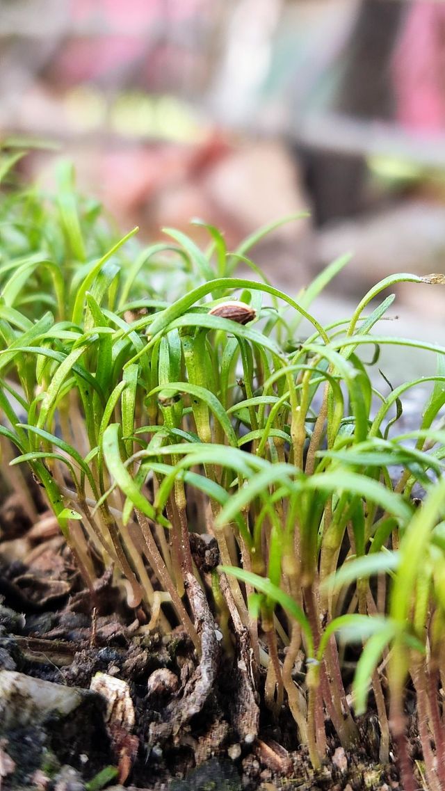 dill seedling
