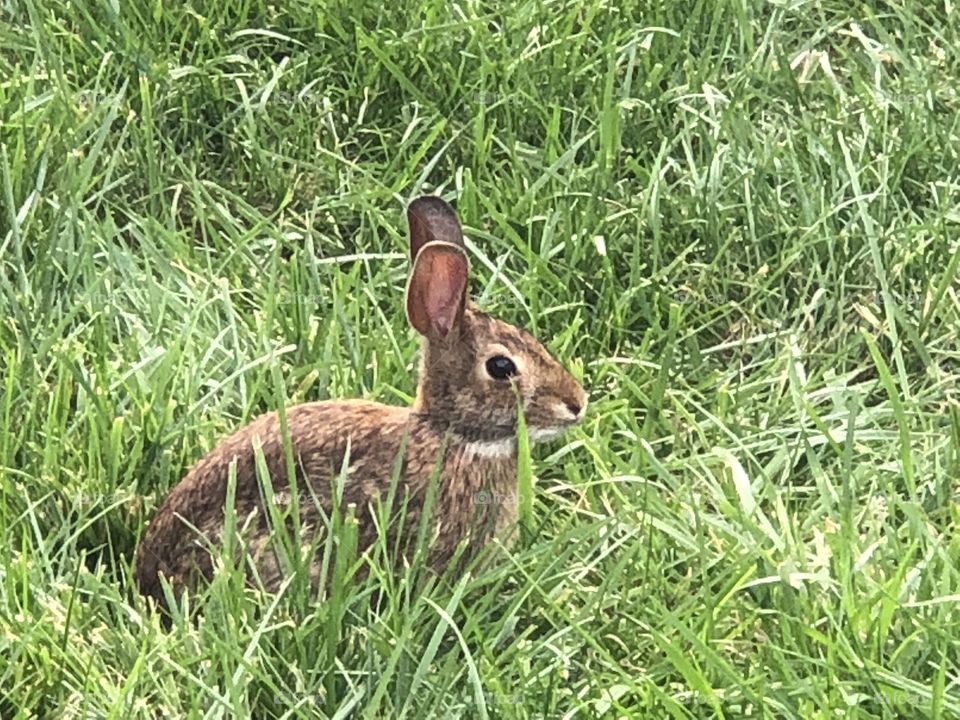 Backyard baby bunny 