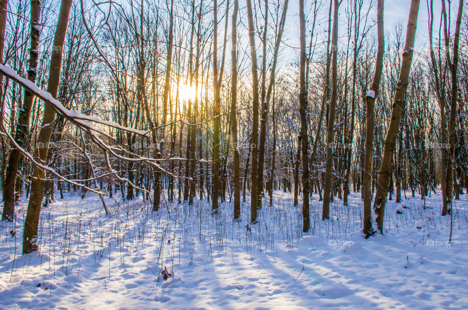 winter landscape