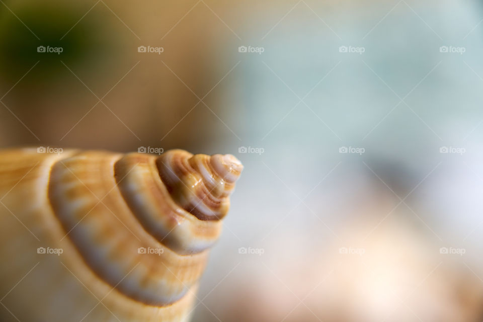 Shell Close Up