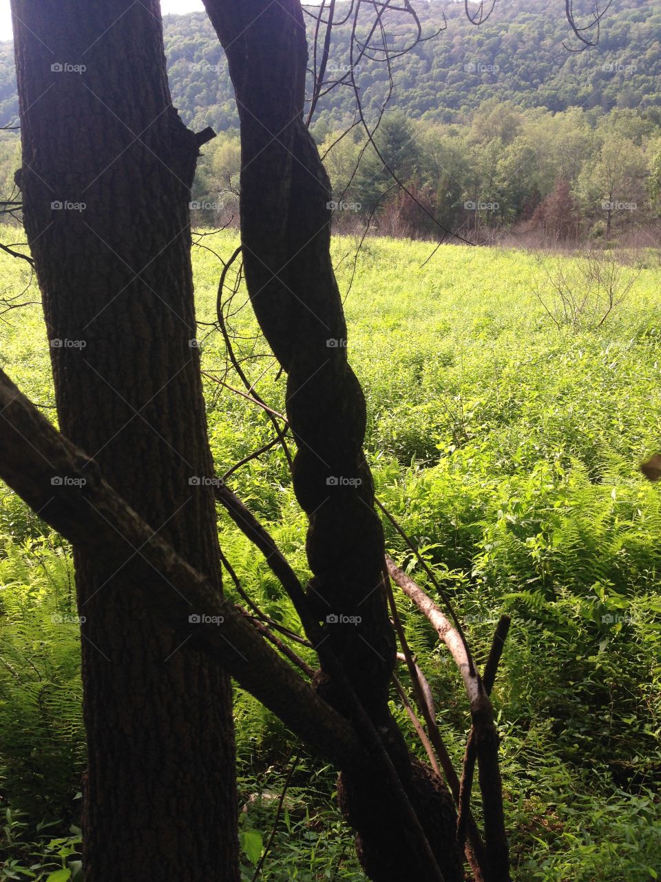 Tree, Wood, Landscape, Nature, Leaf