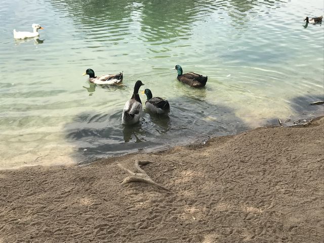 Ducks