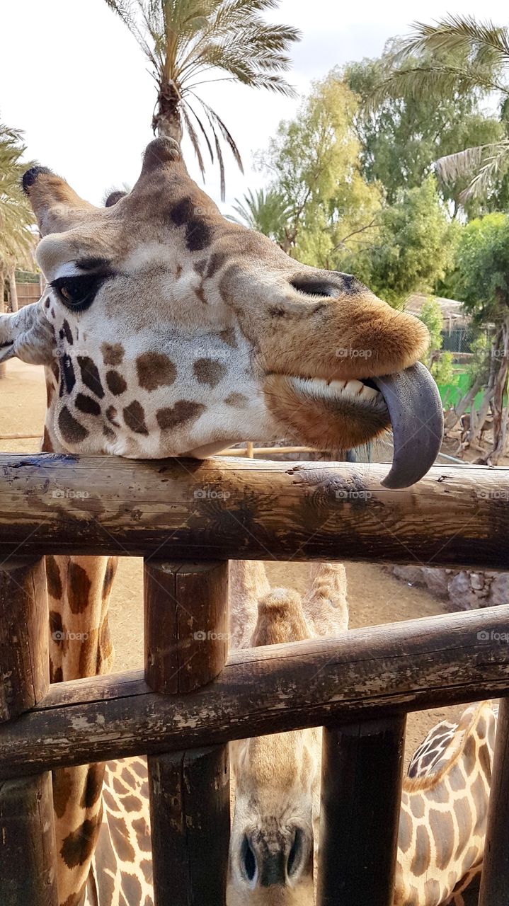 Funny giraffe with his tongue out 