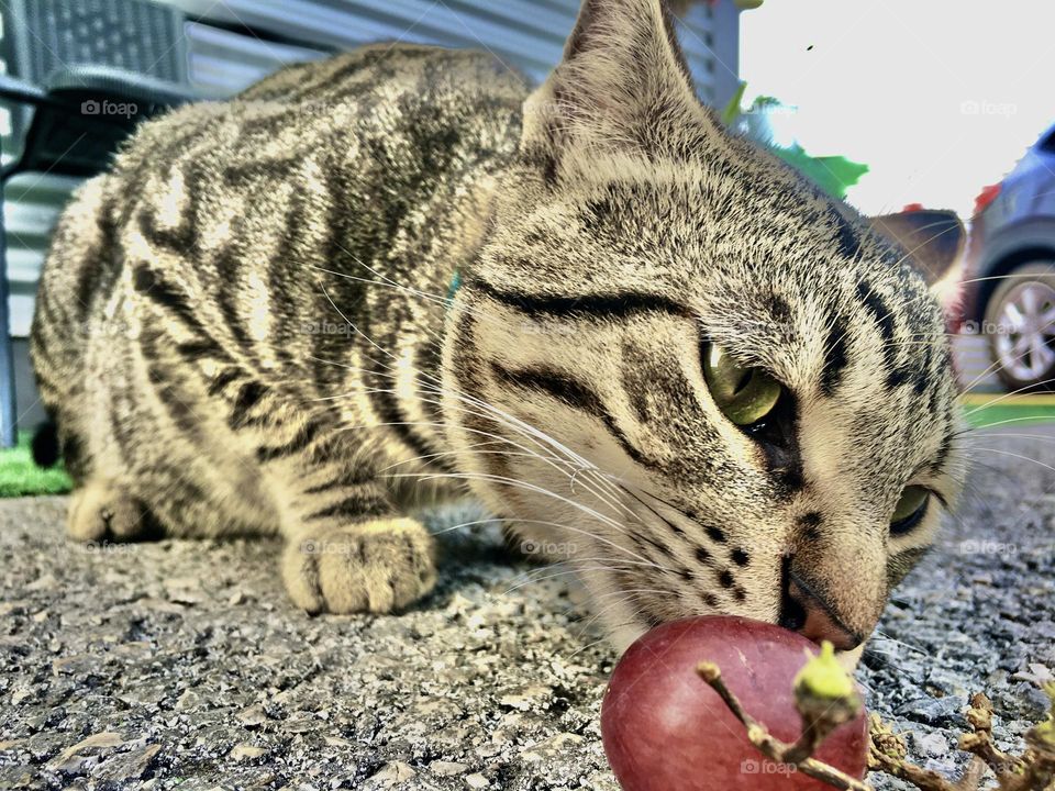 The cat grapes