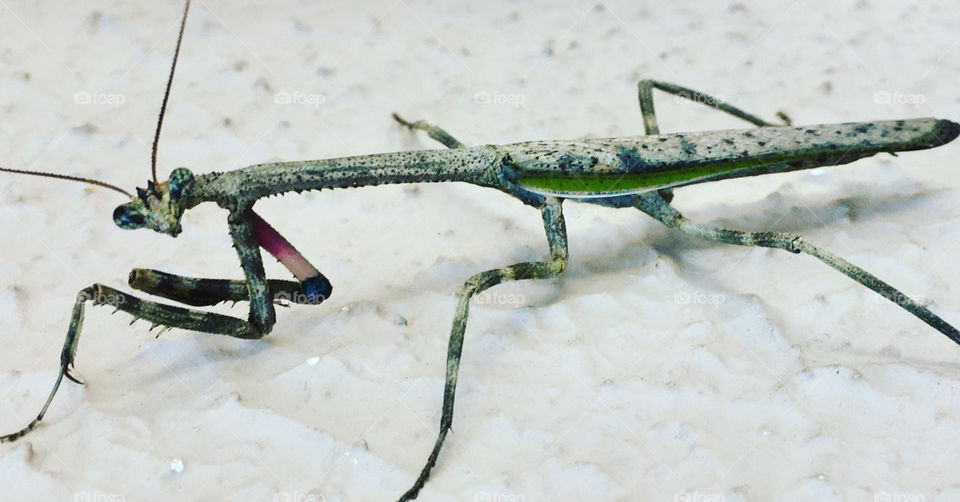 Êpa! O Louva-a-Deus resolveu fazer pose para ser fotografado por nós.
📸
#FOTOGRAFIAéNOSSOhobby
#natureza #LouvaADeus #photo