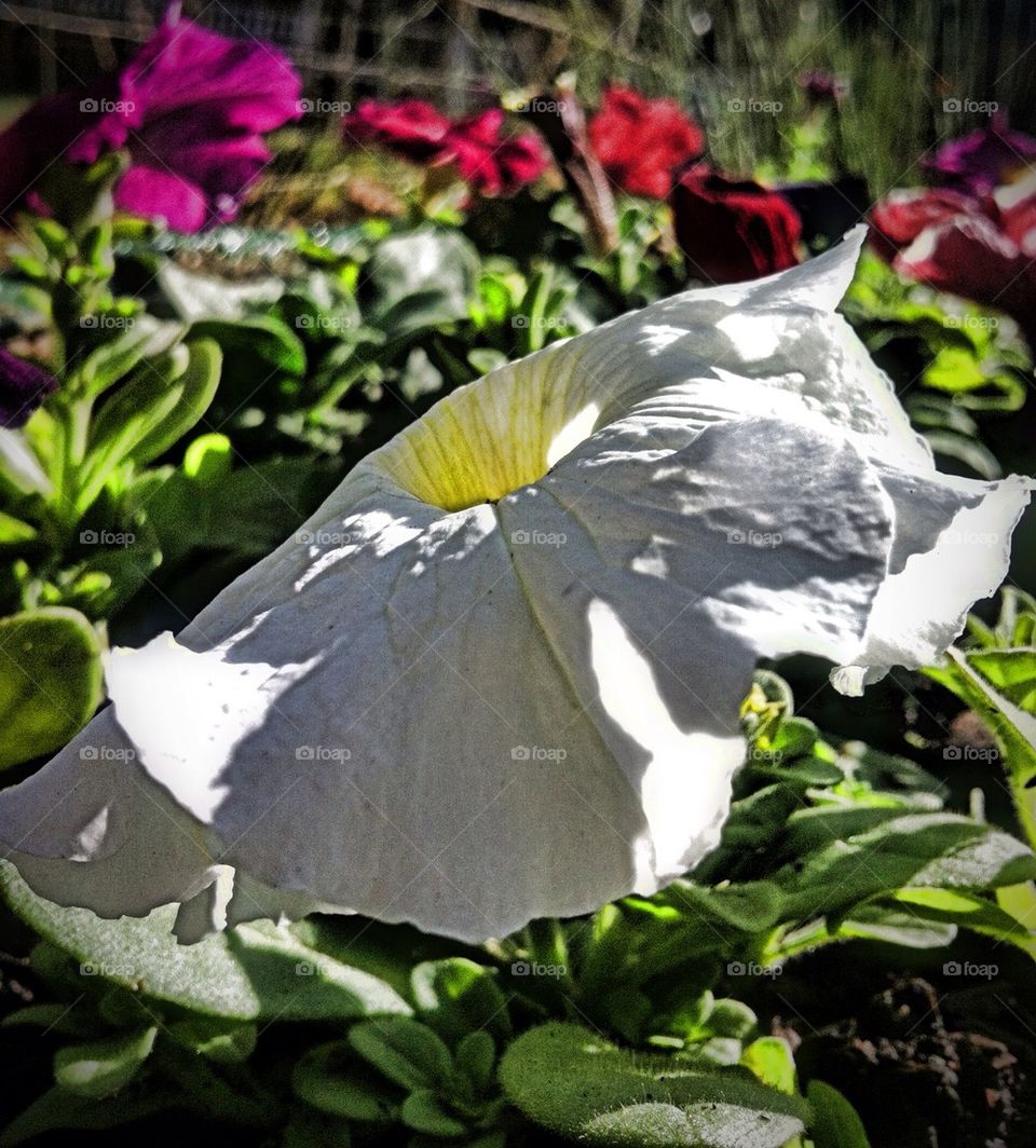 Petunia pure white