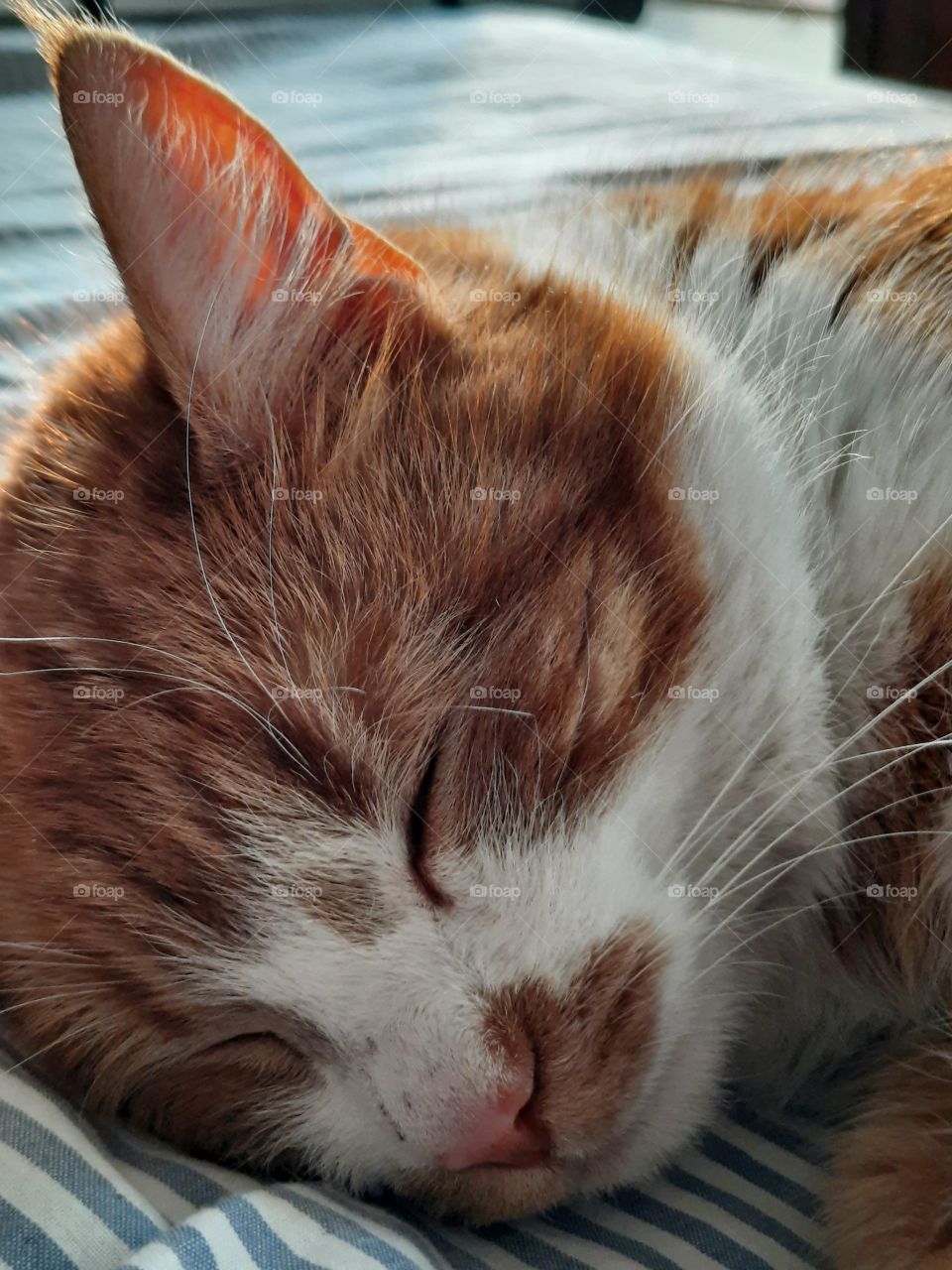 ginger cat sleeping on sunlit bed