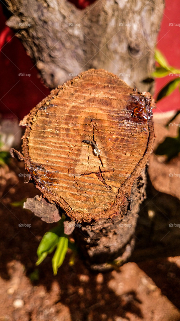 broken tree branch 