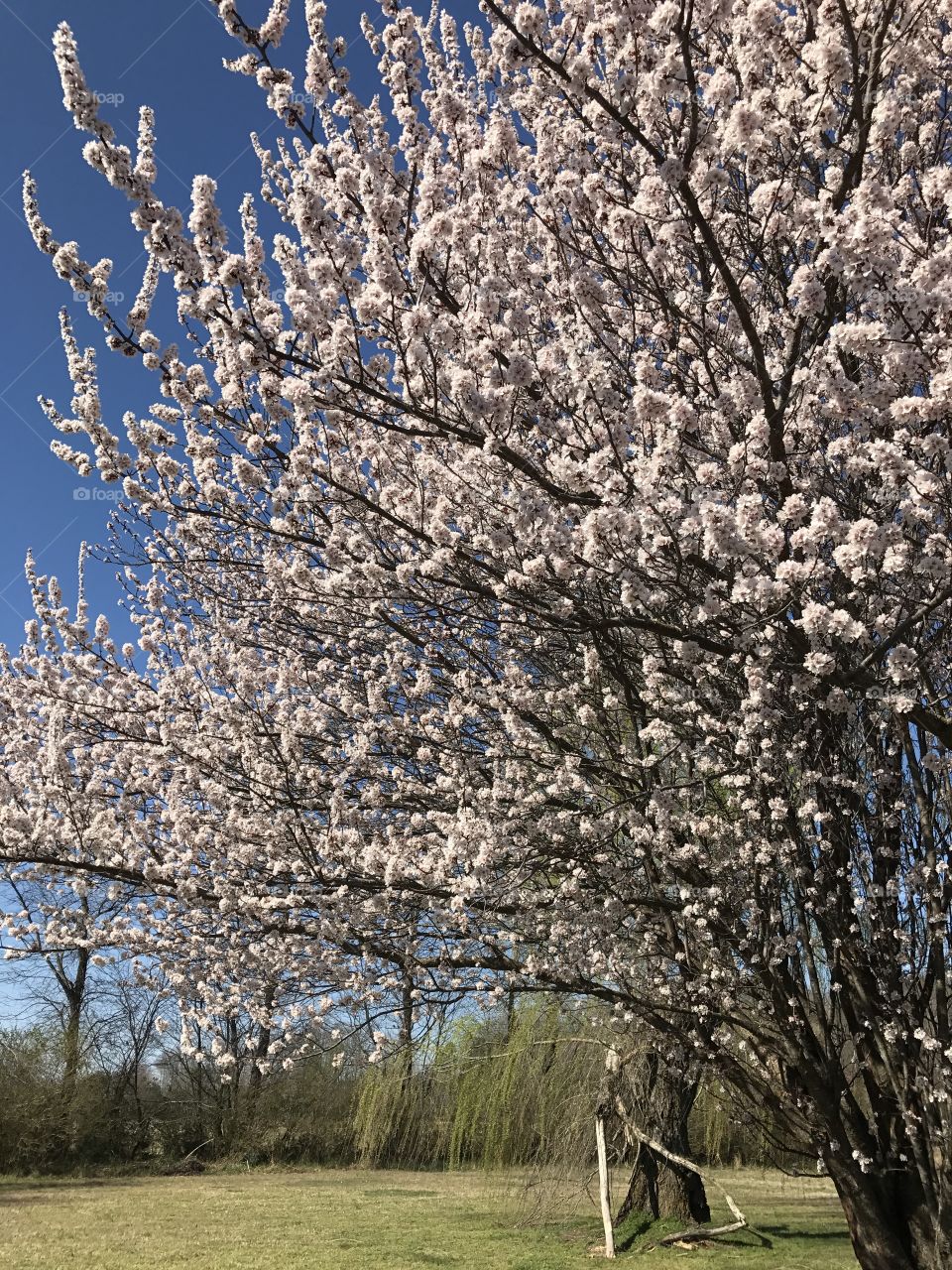 Spring view 