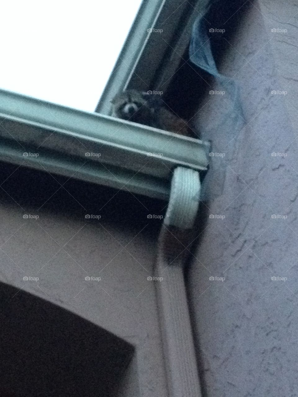 Raccoon spy