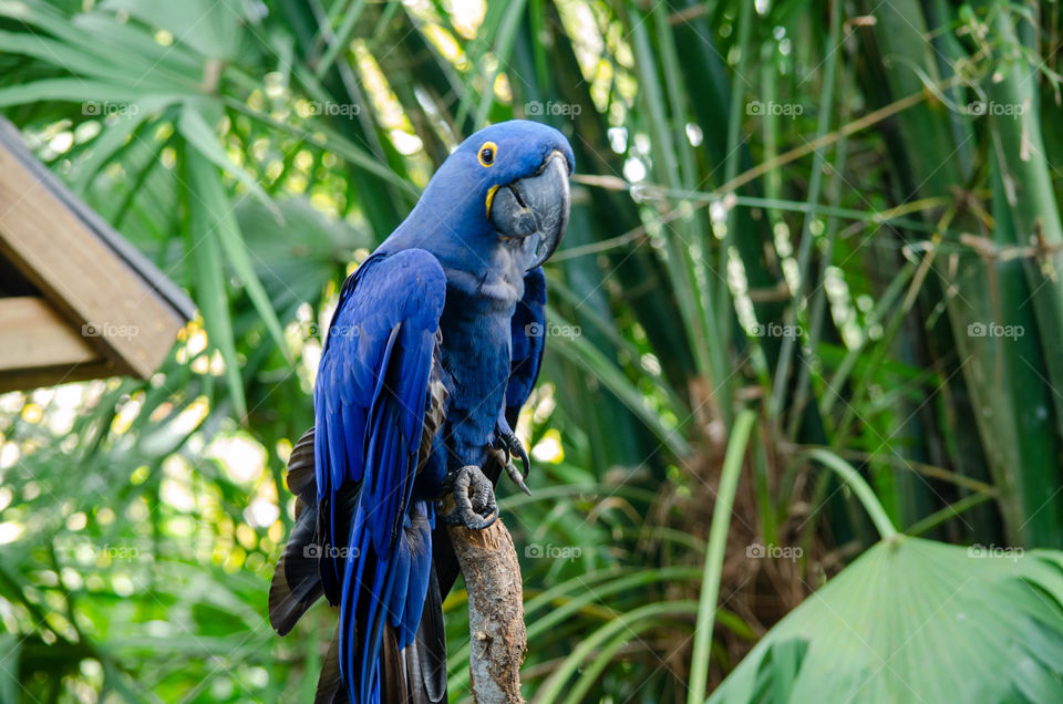 Blue Parrot